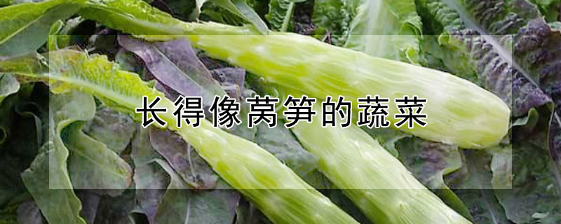 長得像萵筍的蔬菜