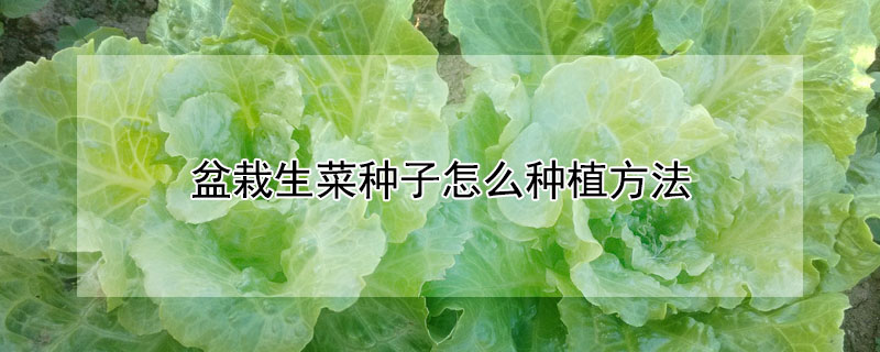 盆栽生菜種子怎麼種植方法