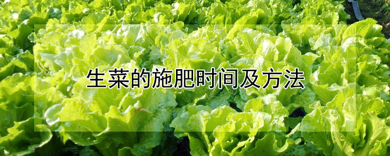 生菜的施肥時間及方法