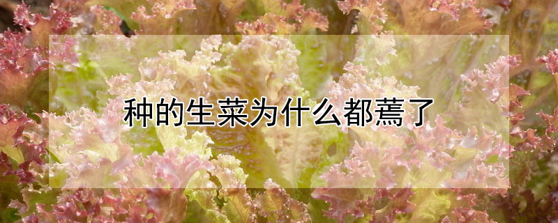 種的生菜為什麼都蔫了