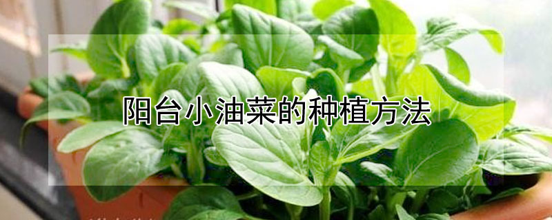 陽台小油菜的種植方法