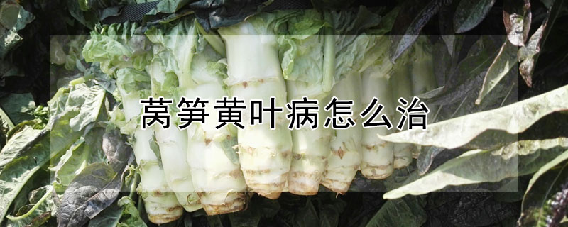 萵筍黃葉病怎麼治