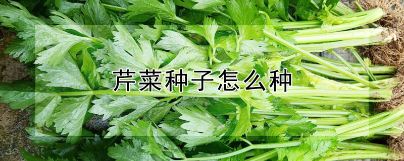 芹菜種子怎麼種