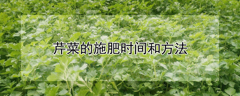 芹菜的施肥時間和方法