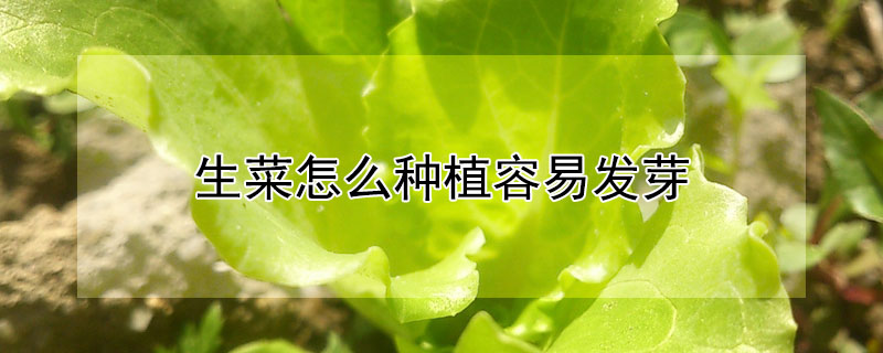 生菜怎麼種植容易發芽