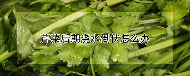 芹菜後期澆水倒伏怎麼辦