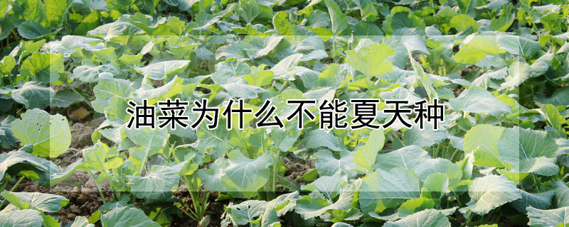 油菜為什麼不能夏天種