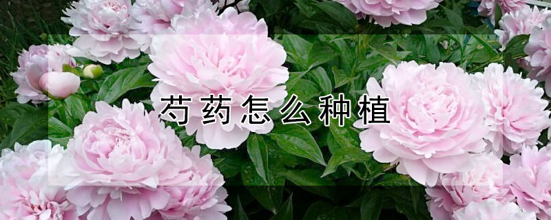 芍藥怎麼種植