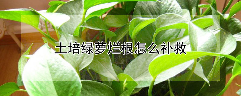 土培綠蘿爛根怎麼補救