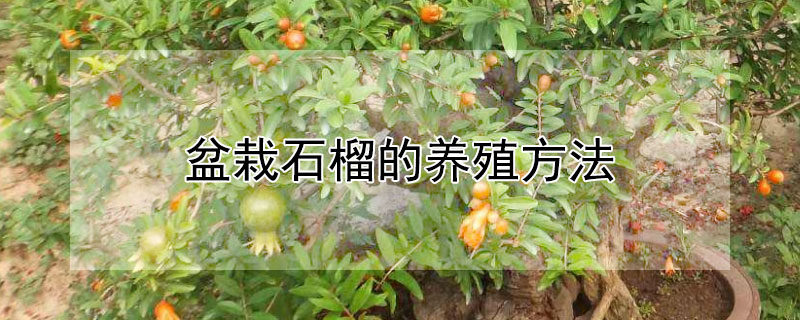 盆栽石榴的養殖方法