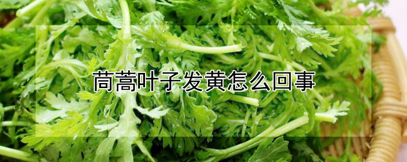 茼蒿葉子發黃怎麼回事