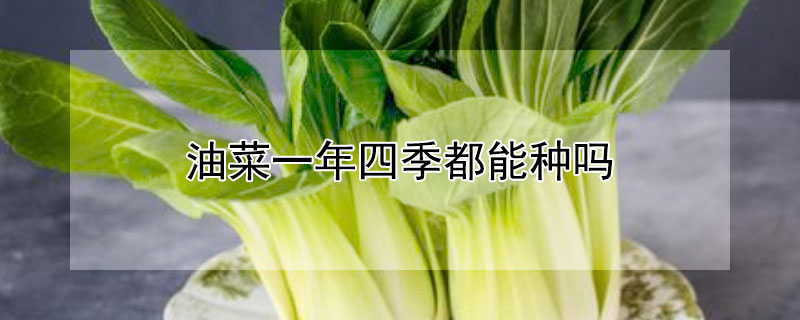 油菜一年四季都能種嗎