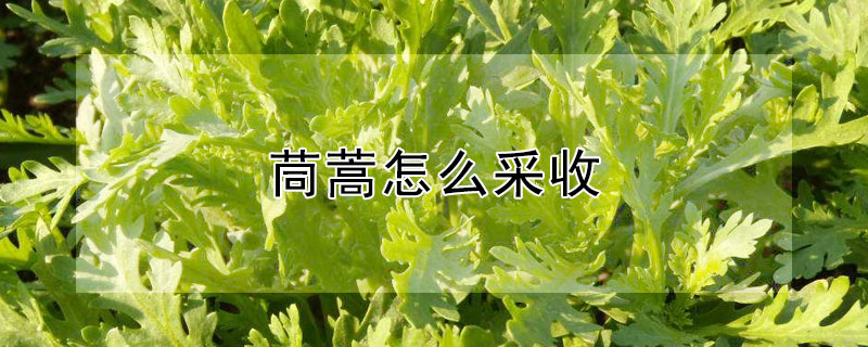 茼蒿怎麼采收