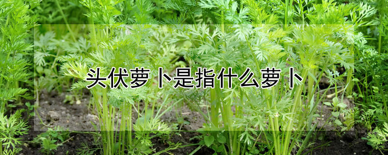 頭伏蘿卜是指什麼蘿卜