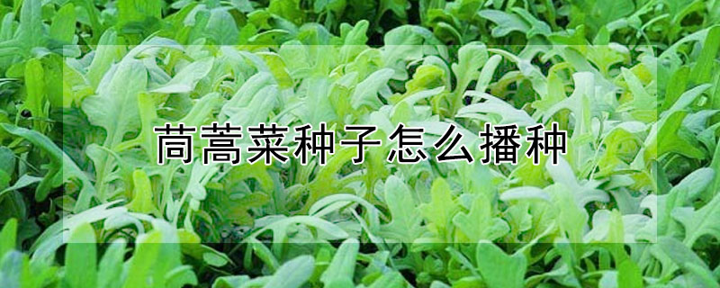 茼蒿菜種子怎麼播種