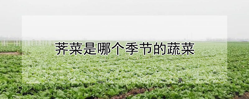 薺菜是哪個季節的蔬菜