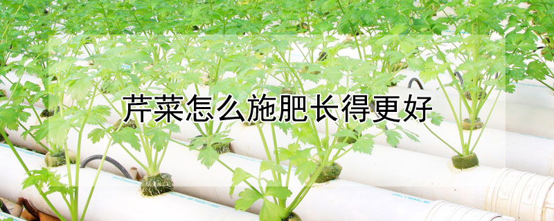 芹菜怎麼施肥長得更好