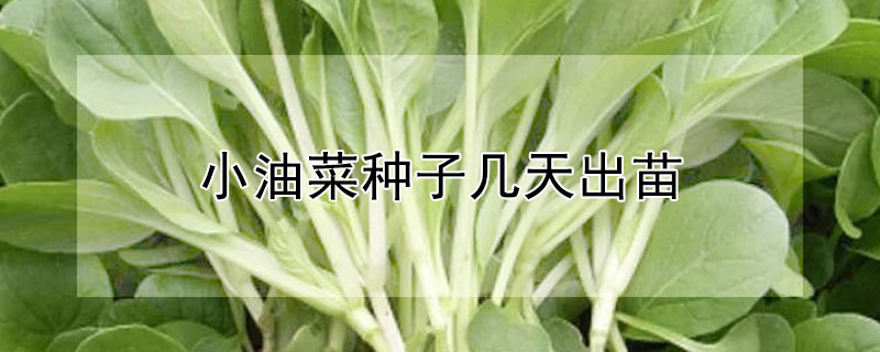 小油菜種子幾天出苗