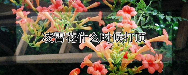 淩霄花什麼時候打頂