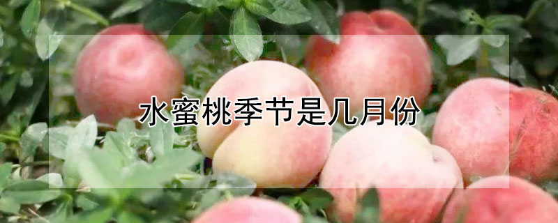 水蜜桃季節是幾月份