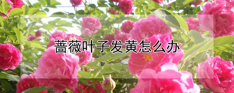 薔薇葉子發黃怎麼辦