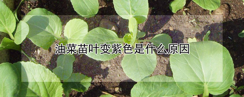 油菜苗葉變紫色是什麼原因