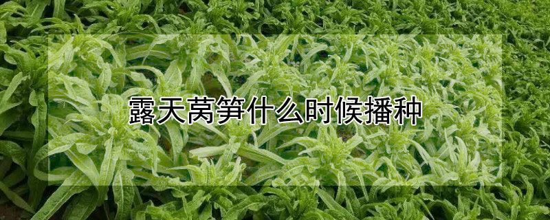 露天萵筍什麼時候播種