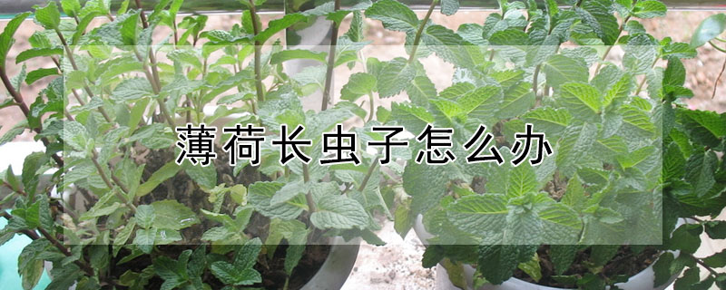 薄荷長蟲子怎麼辦