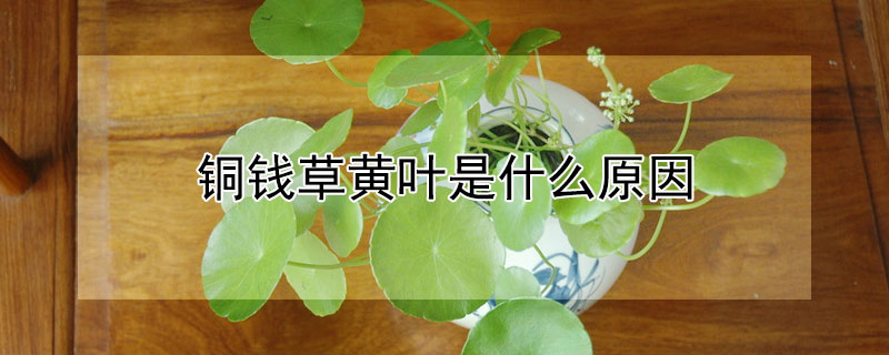 銅錢草黃葉是什麼原因