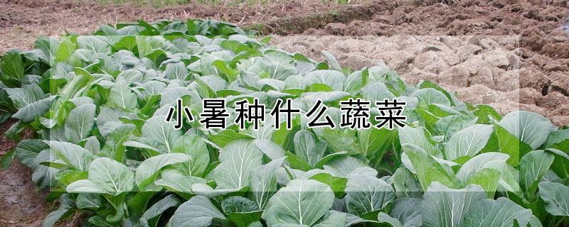 小暑種什麼蔬菜