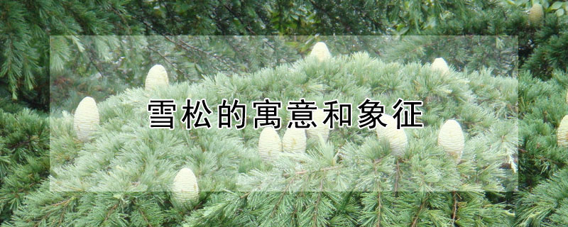 雪鬆的寓意和象征