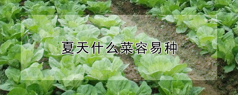 夏天什麼菜容易種