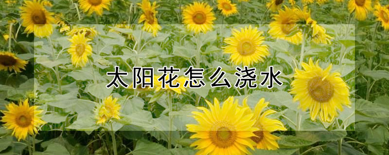 太陽花怎麼澆水