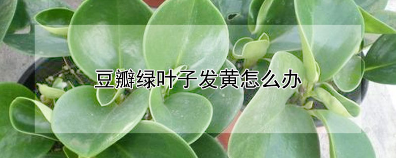 豆瓣綠葉子發黃怎麼辦