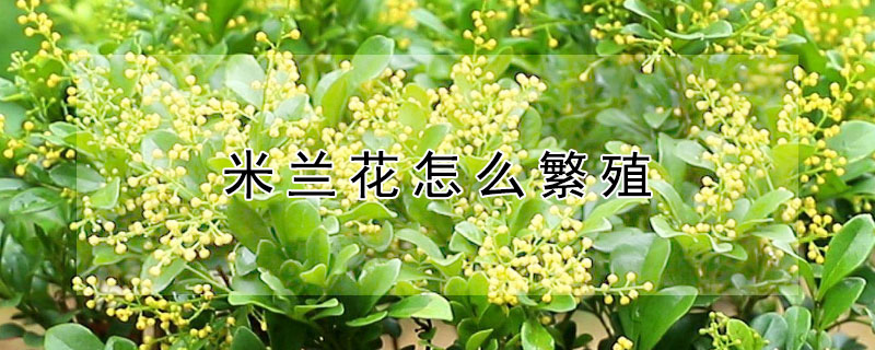 米蘭花怎麼繁殖