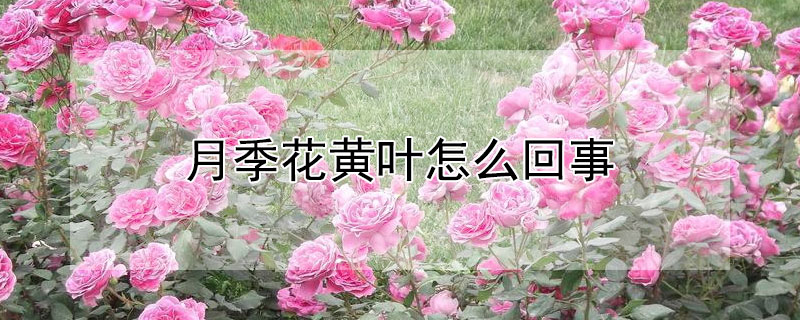 月季花黃葉怎麼回事