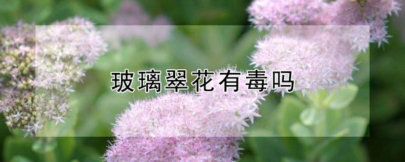 玻璃翠花有毒嗎