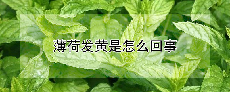 薄荷發黃是怎麼回事