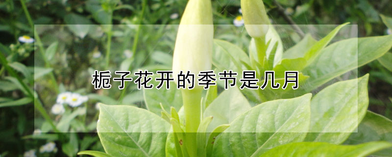 梔子花開的季節是幾月