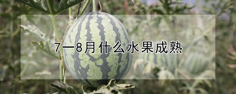 7一8月什麼水果成熟