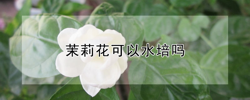 茉莉花可以水培嗎