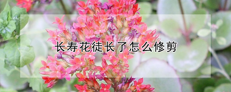 長壽花徒長了怎麼修剪