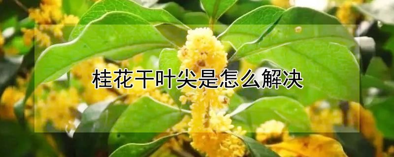 桂花幹葉尖是怎麼解決