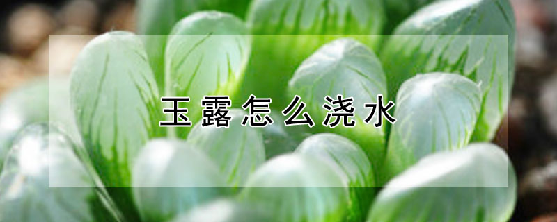 玉露怎麼澆水