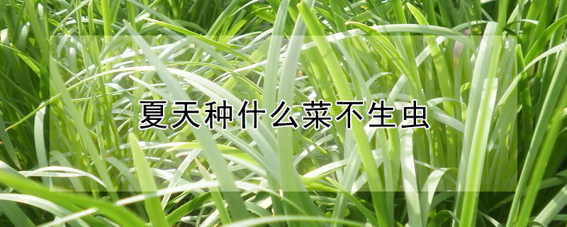 夏天種什麼菜不生蟲