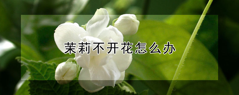 茉莉不開花怎麼辦