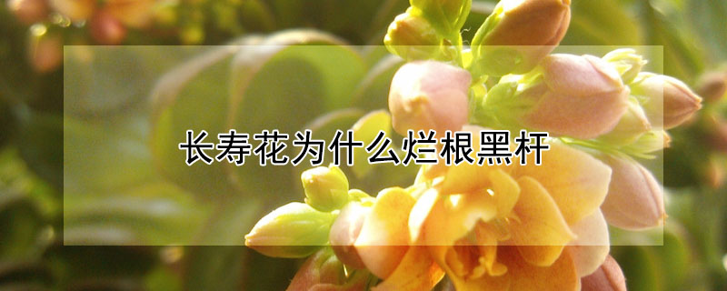 長壽花為什麼爛根黑杆