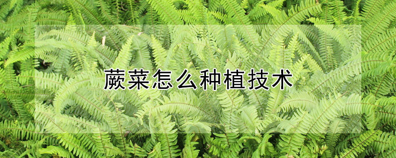 蕨菜怎麼種植技術