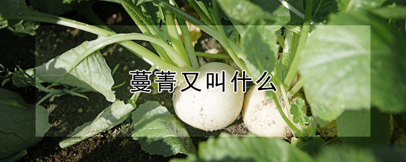 蔓菁又叫什麼