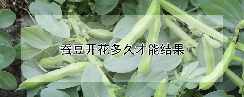 蠶豆開花多久才能結果